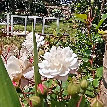 Vitorio 2*