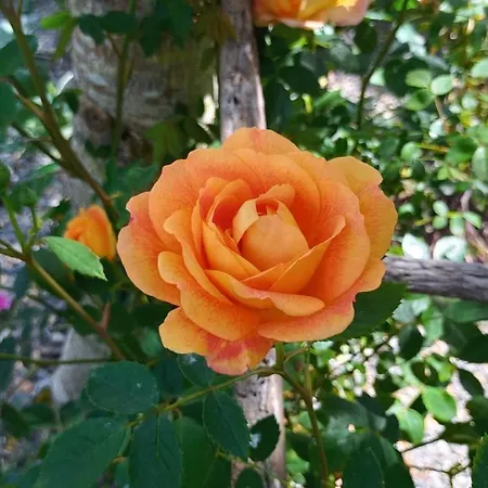 Vitorio Ξενοδοχείο